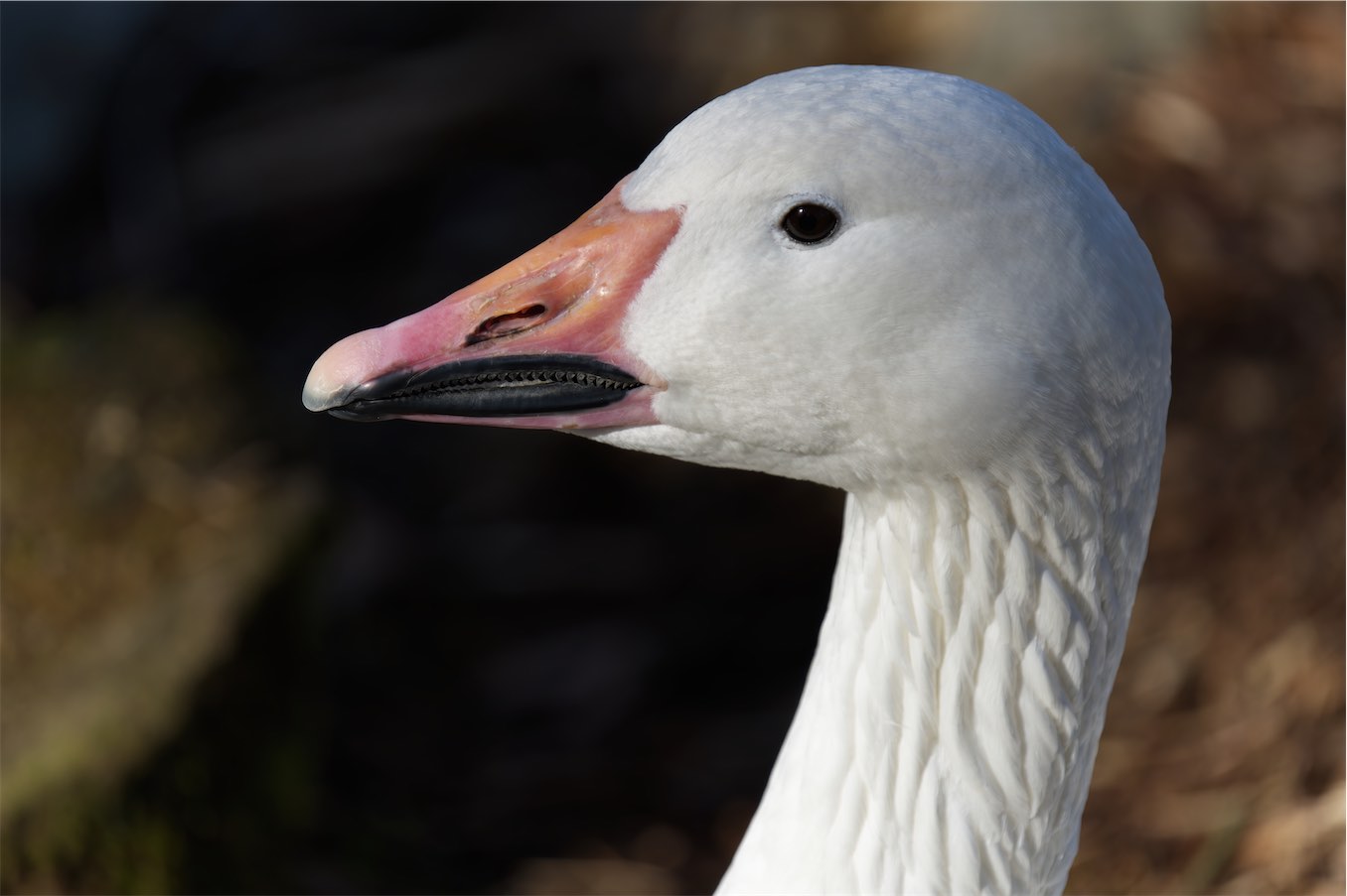 Snow Goose 0315